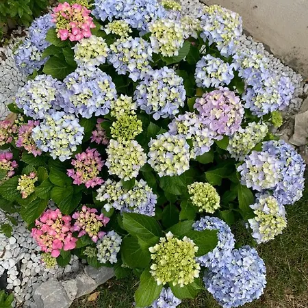 Magna Graecia Scalea