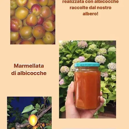 Magna Graecia Scalea