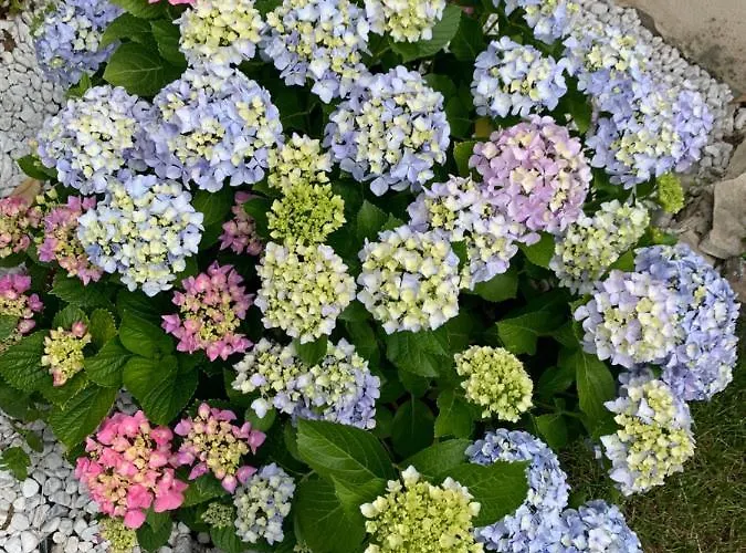 Magna Graecia Scalea